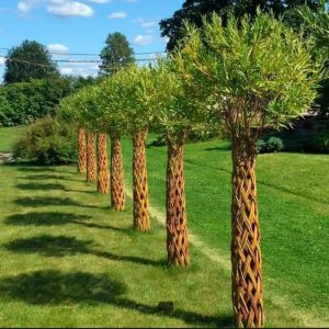 Wierzba ręcznie pleciona (Salix)