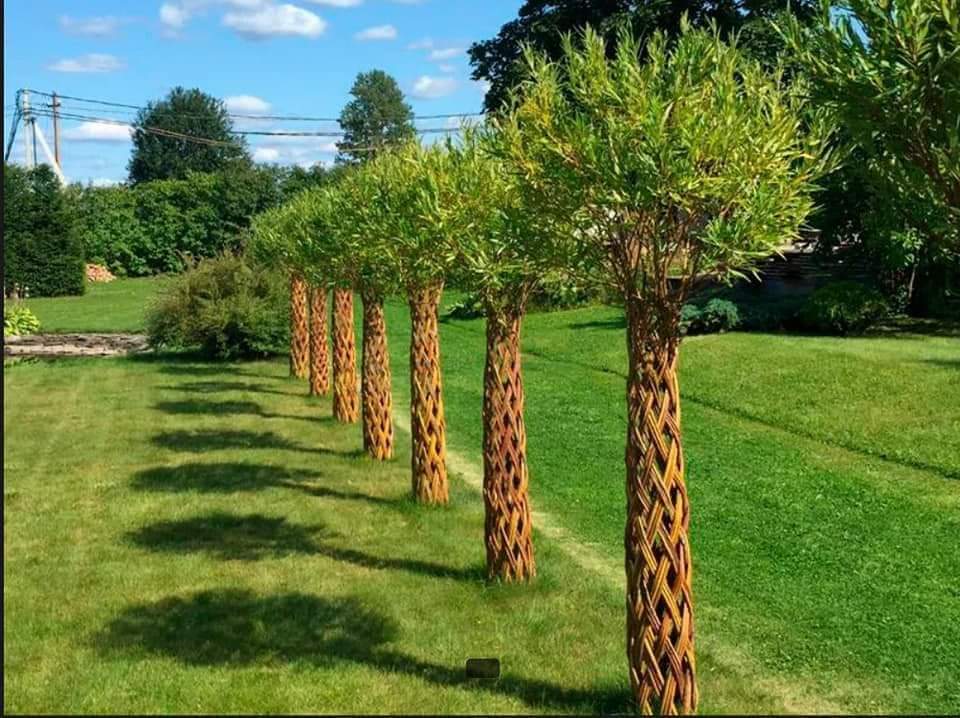 Wierzba ręcznie pleciona (Salix)