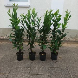 Laurowiśnia wschodnia ‘Caucasica