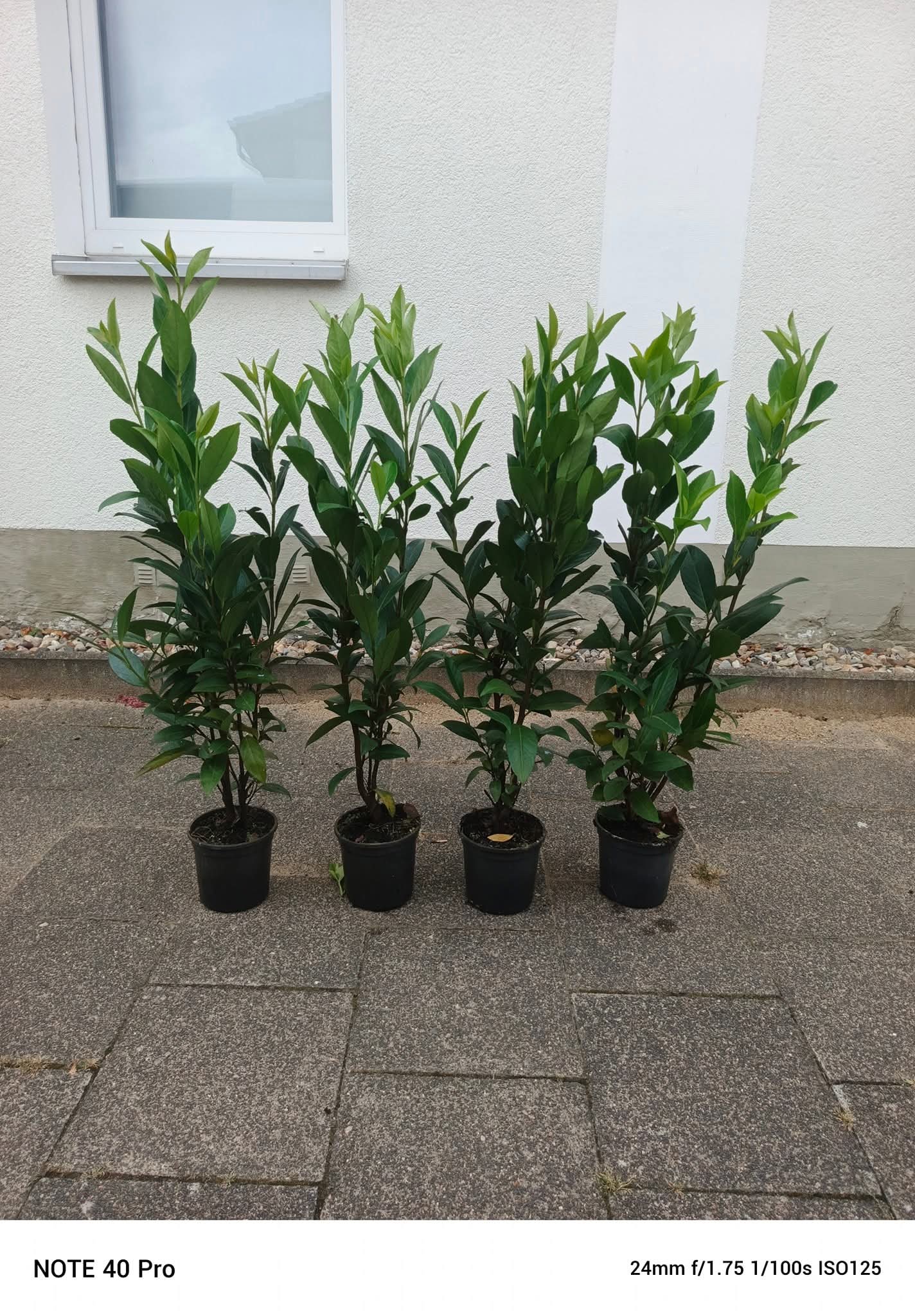 Laurowiśnia wschodnia ‘Caucasica