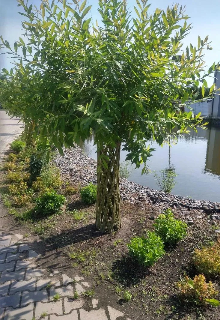 Wierzba ręcznie pleciona (Salix) - obrazek 3