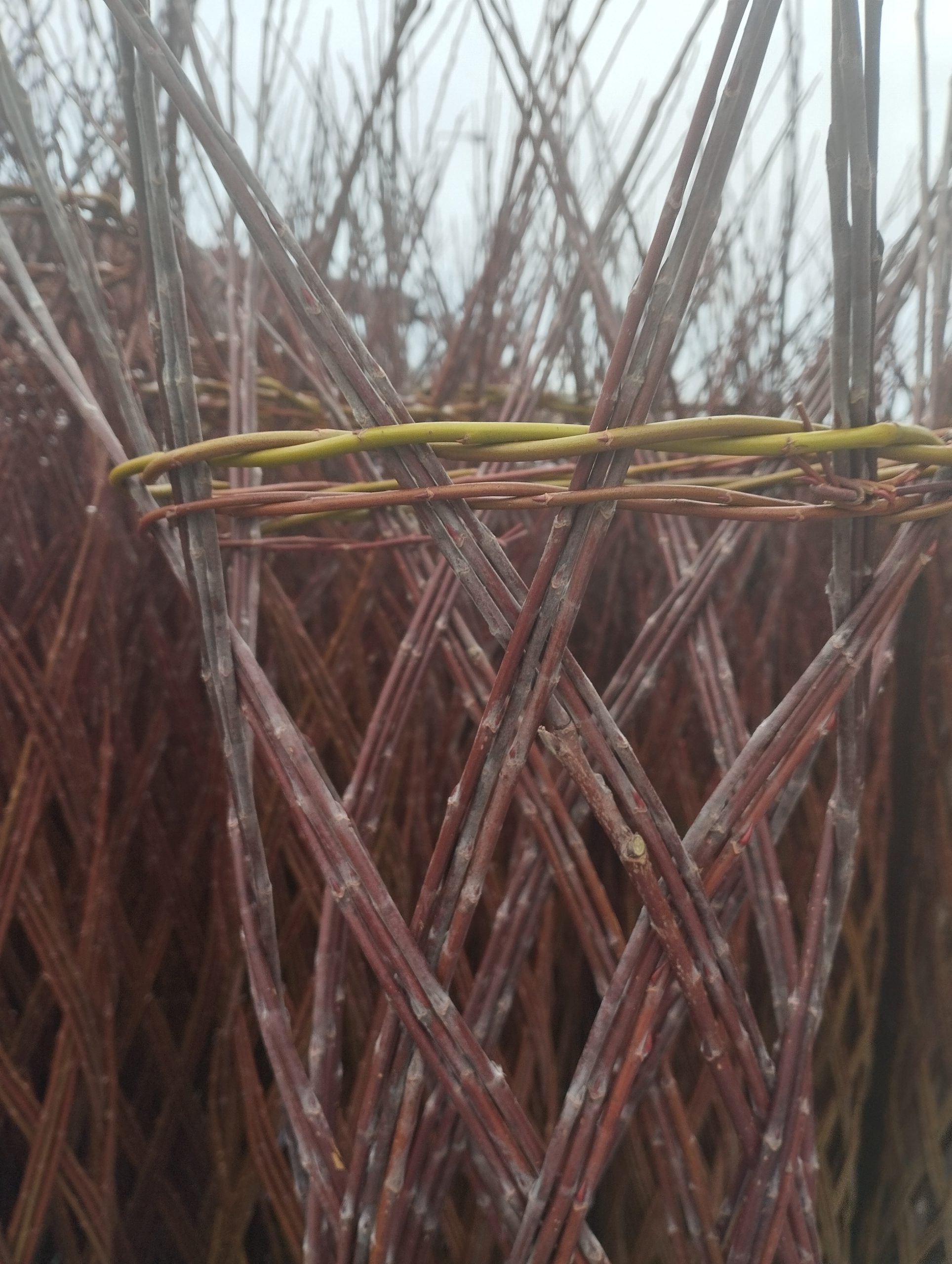 Wierzba ręcznie pleciona (Salix) - obrazek 4