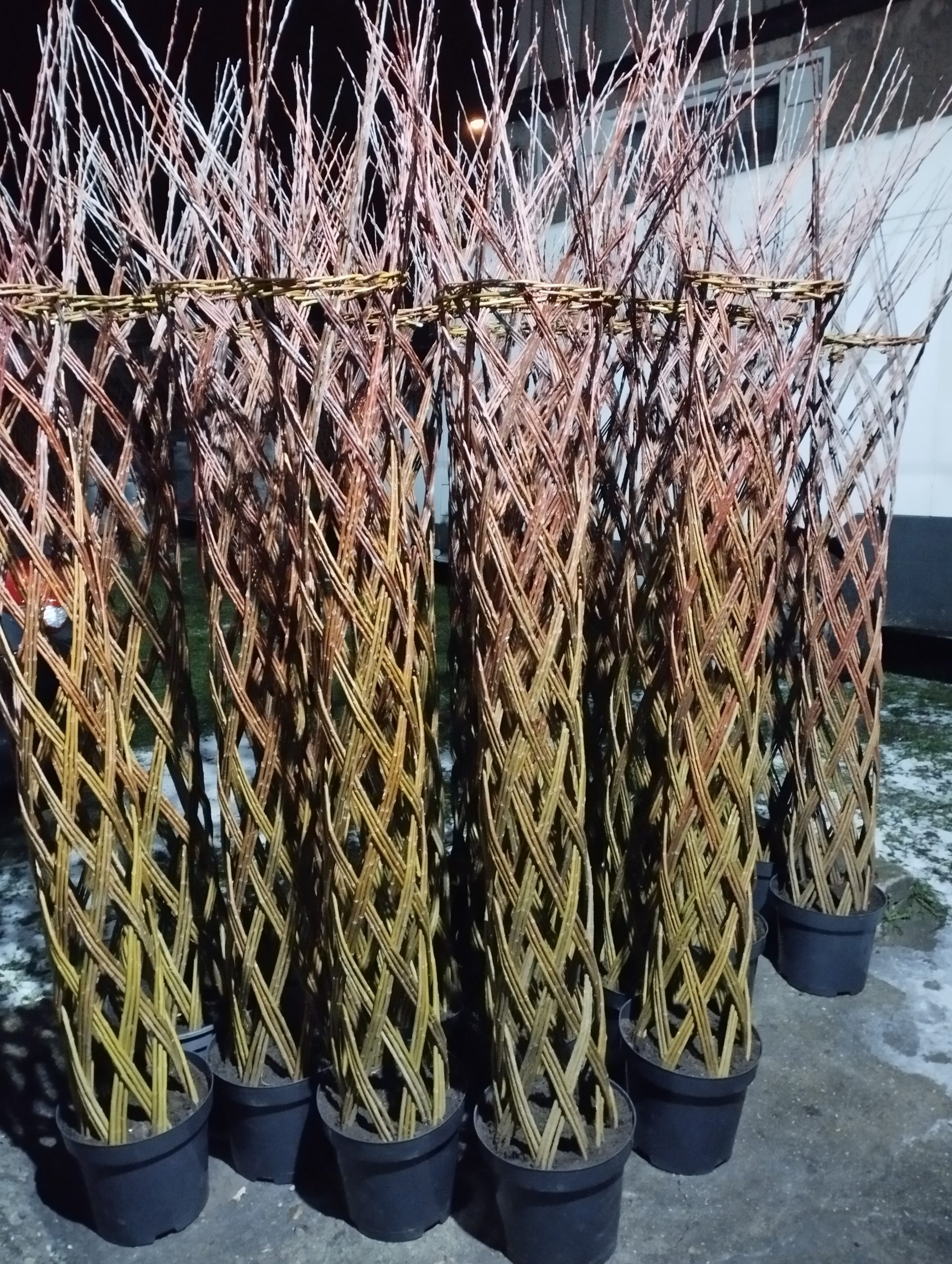 Wierzba ręcznie pleciona (Salix) - obrazek 5