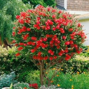 Kuflik cytrynowy (Callistemon citrinus)