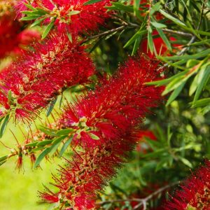 Kuflik cytrynowy (Callistemon citrinus)