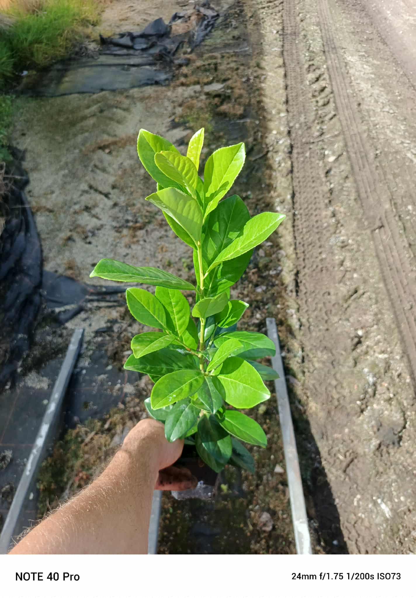 LAUROWISNIA NOVITA